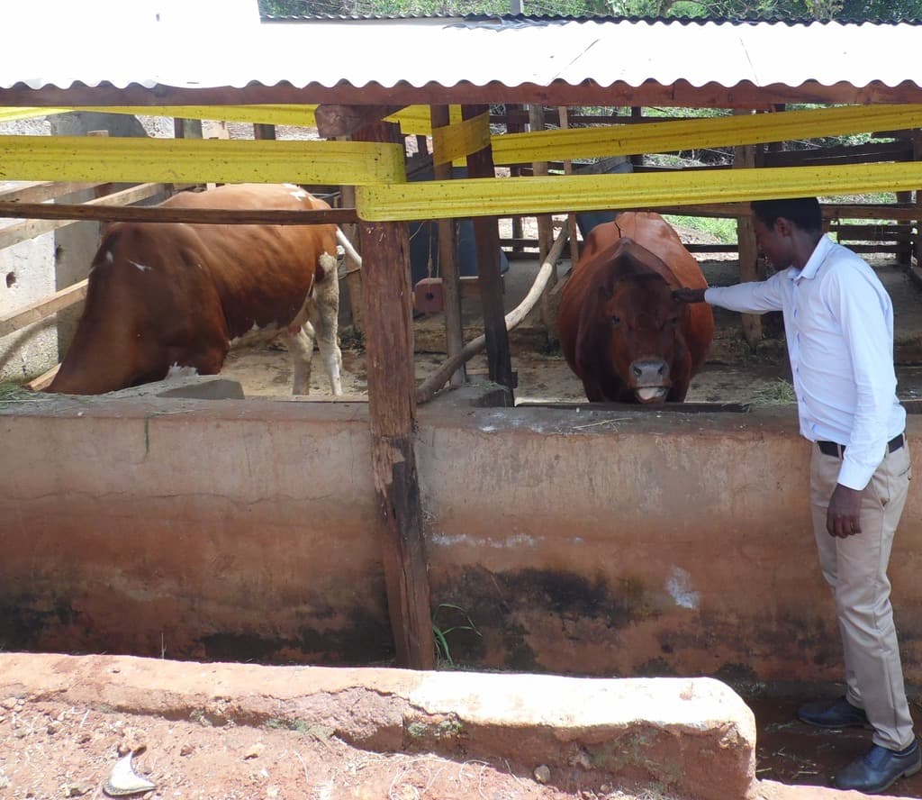 Farmer intercrops fodder and food crops to utilise shrinking land