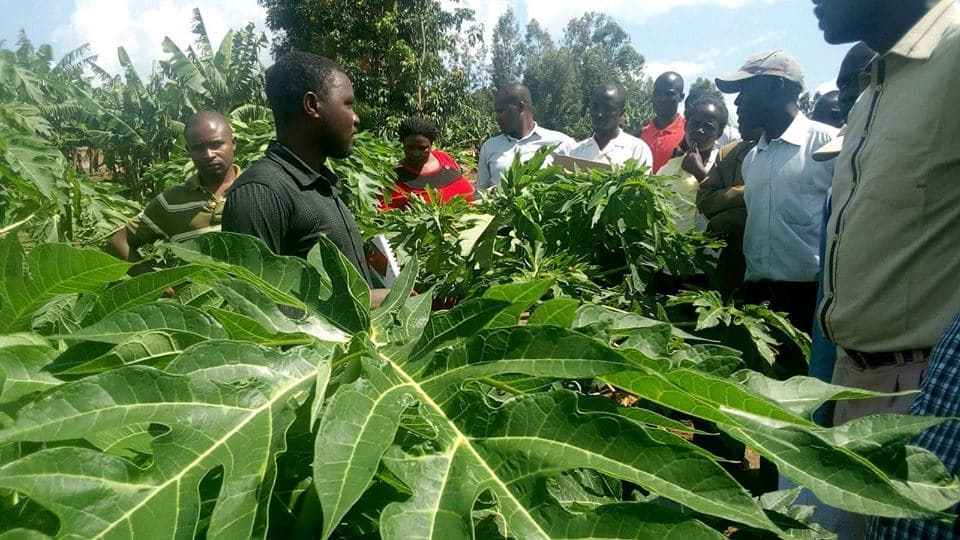 Poor coffee prices push Nyamira farmers to pawpaw farming