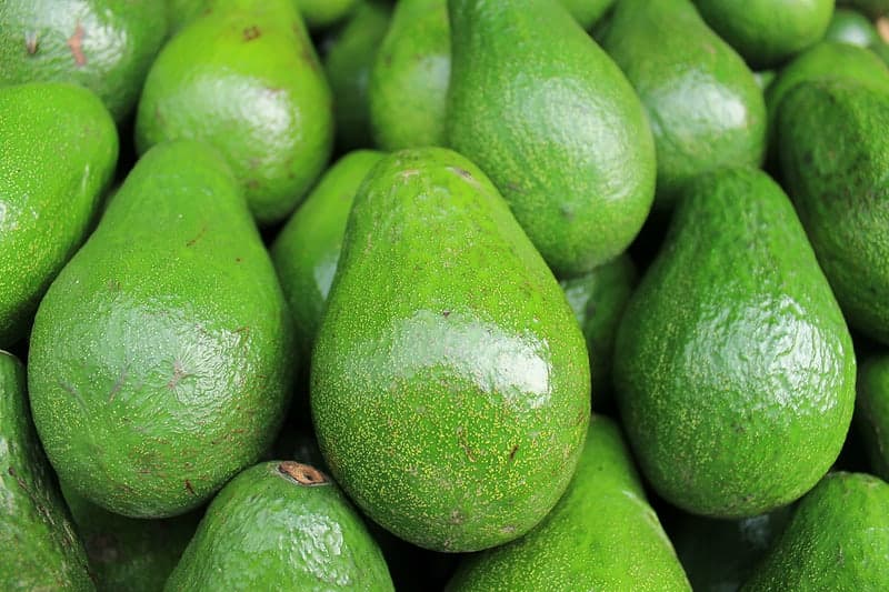 Horticulture directorate revises avocado export harvesting requirements