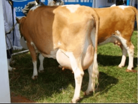 Nyamira farmer triples milk output crossbreeding exotic & indigenous cattle