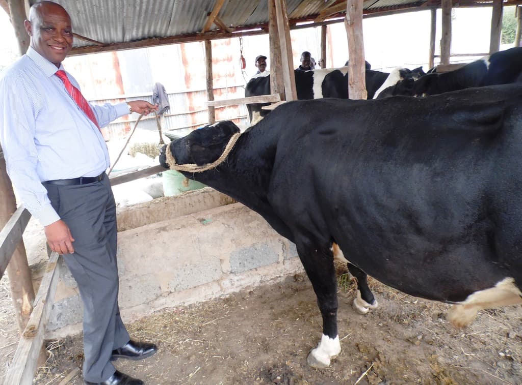 City lawyer finds cool cash in rearing fast maturing exotic bulls for meat