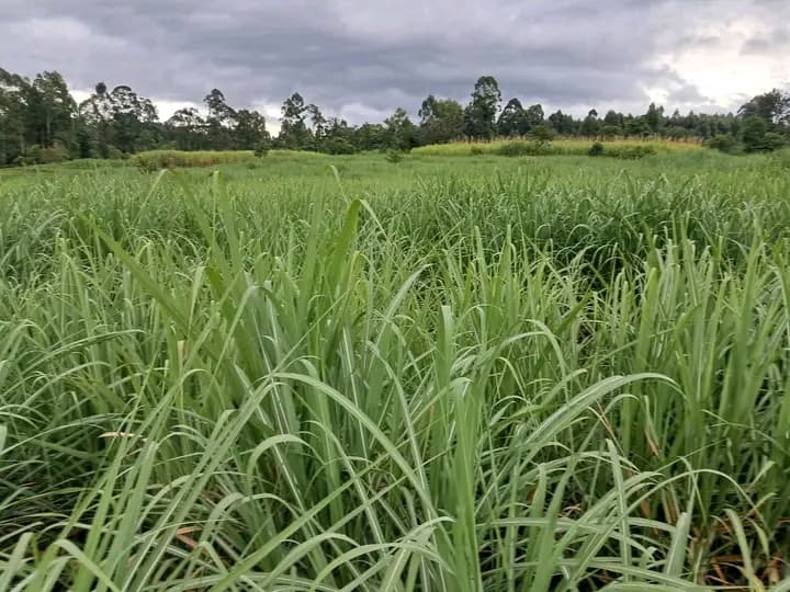 The growing acreage under cash crops threatening food security