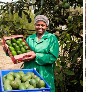Taming avocado pests eases entry into EU market