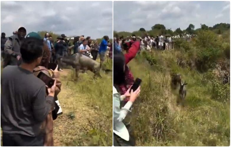 Maasai Mara and Tourism Ministry Respond After Tourists Disrupt Wildebeest Crossing