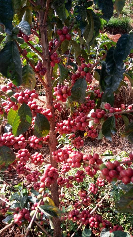Kenyan specialty coffee farmers find market in the US