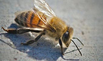 Climate change driving African bee to extinction