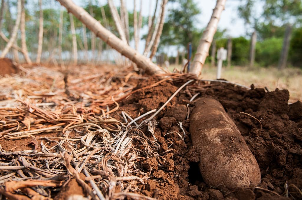 Embu trader looking for 10M Tonnes of cassava for export to China