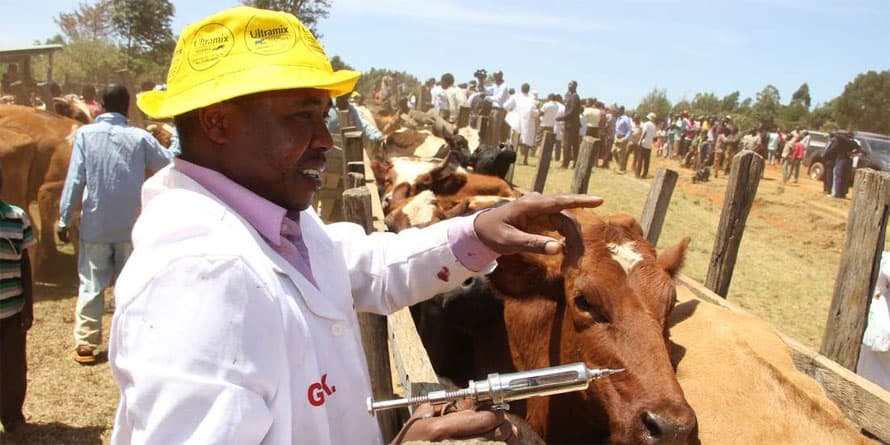 Uganda livestock researchers using genetic materials from Kenya to develop ant tick vaccine