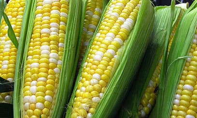 Kenya approves GM maize