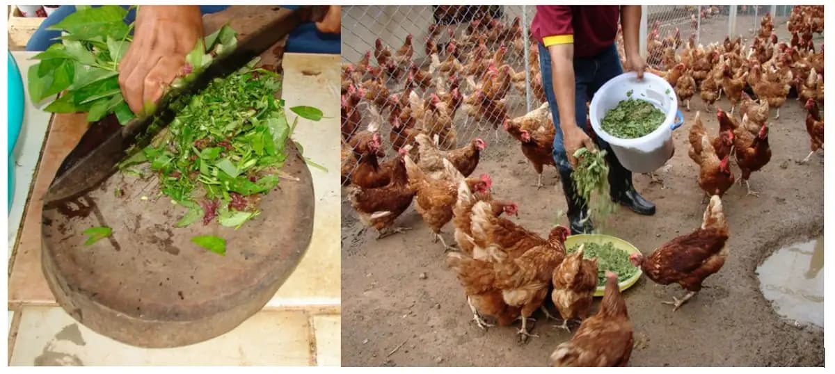 Moringa plant uses and how to use it in poultry farming