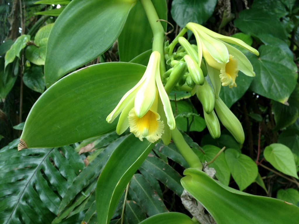 Kwale farmer looking to make Sh8 million a year from vanilla farming