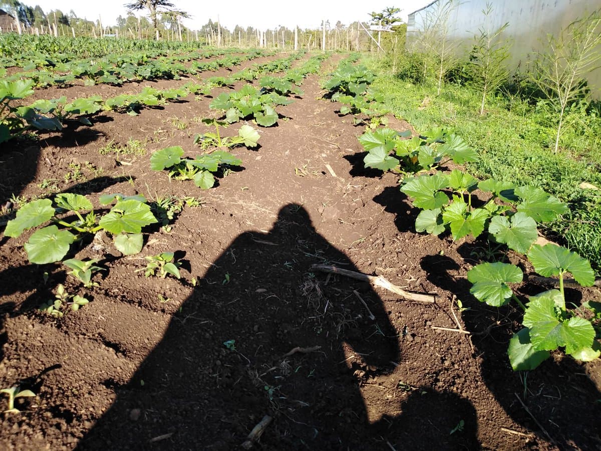 Why farmer looked for market before growing courgettes
