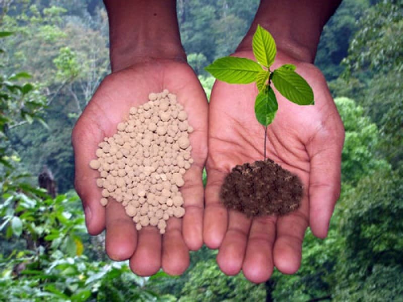 Bio fertilizer doubles cane yields