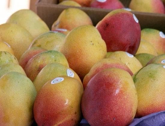 Shipping queues savage mango season for exporters