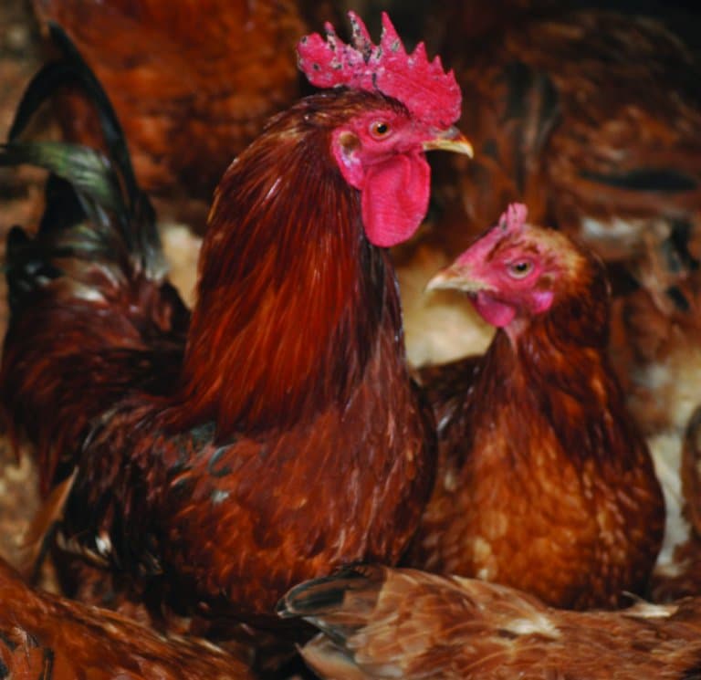 Farmers are making a kill with Kenbro chicken