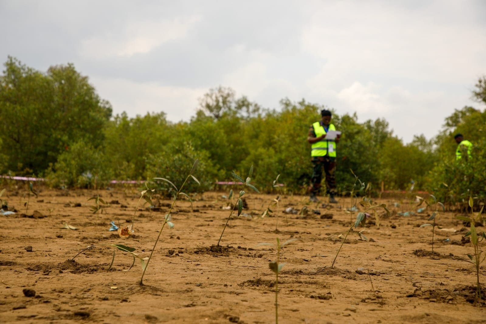 Mangrove Guinness record boosts Kenya’s climate agenda