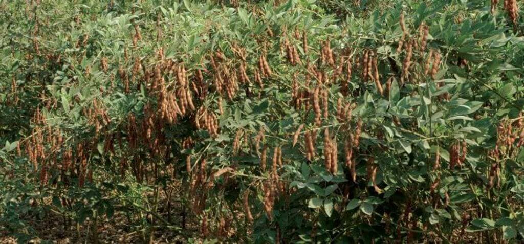 Farmer switches to pigeon peas as best hope for harvest on failing rains