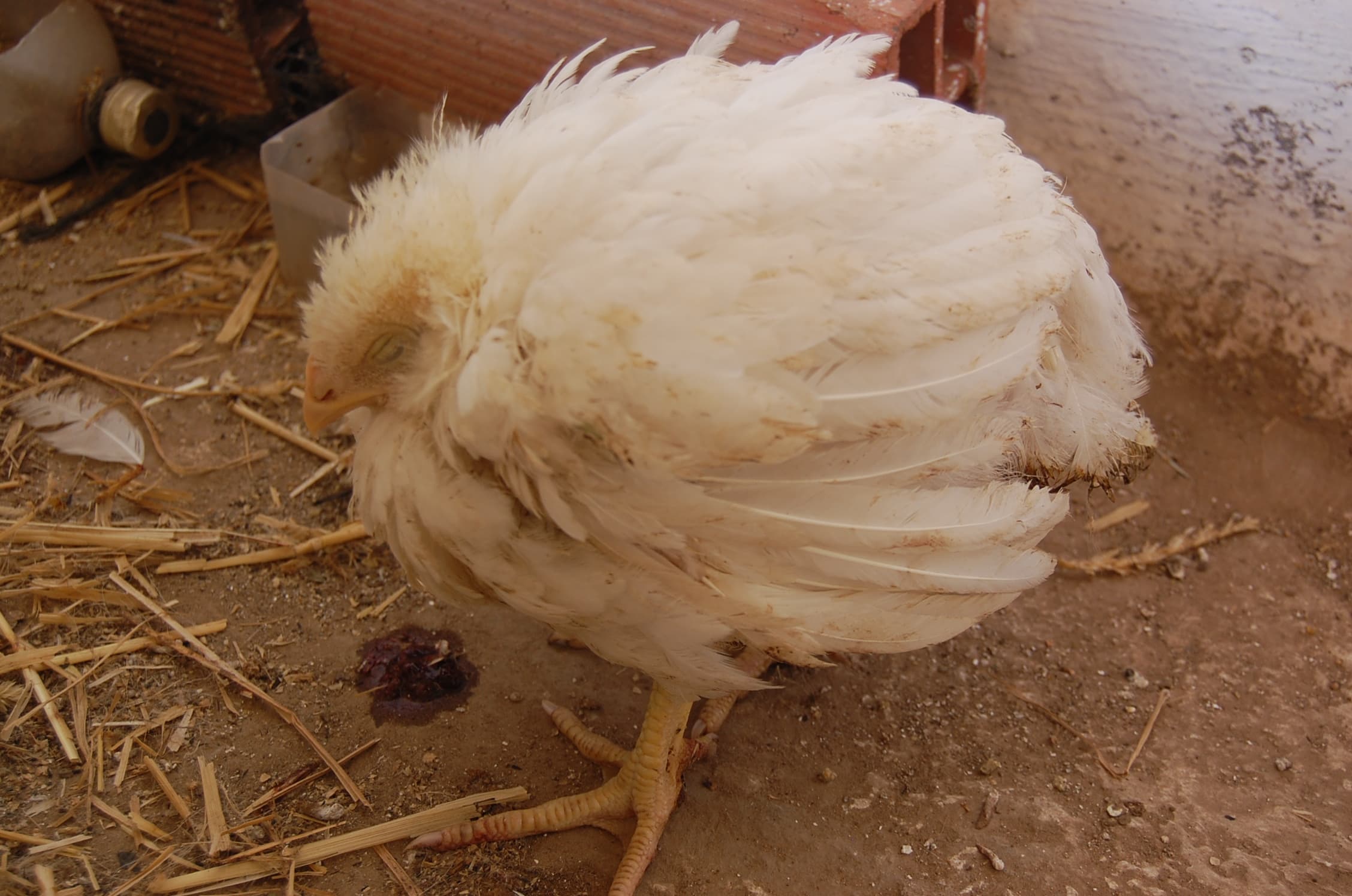 Controlling mortal Coccidiosis in chicken