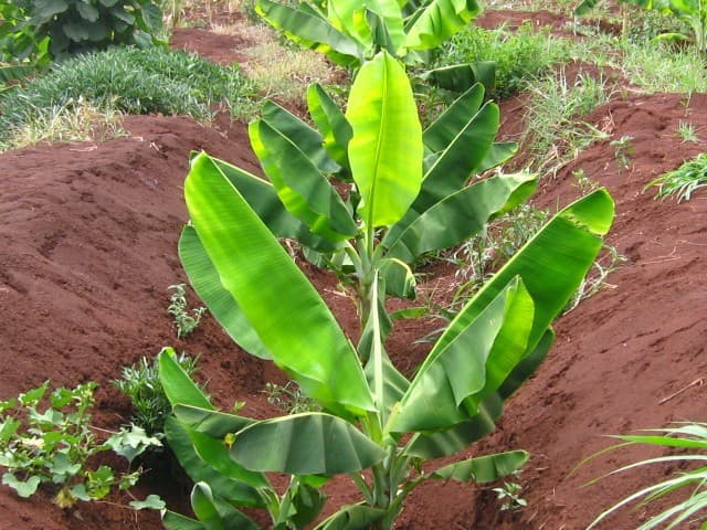 Kitui farmer keeps farm irrigated through trench water harvesting