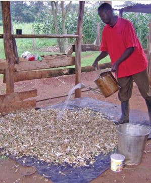 Urea improves the nutritional value of livestock feeds