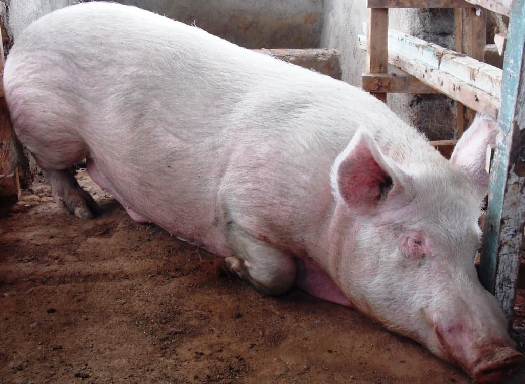 Commercial feeds help farmer achieve uniform growth and standard weight in pigs for better markets