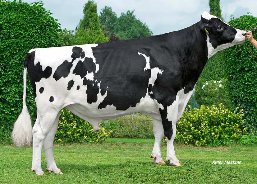 High yielding bull breed sires a heifer that can produce up to 57 liters of milk per day