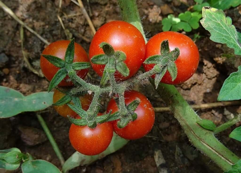 Forgotten wild tomatoes rise as pest-free star