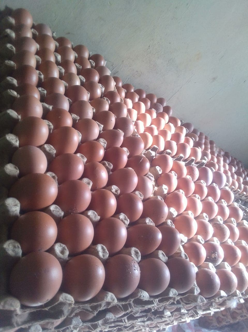 Livestock Review: Kienyeji chickens compete on eggs, meat and speed