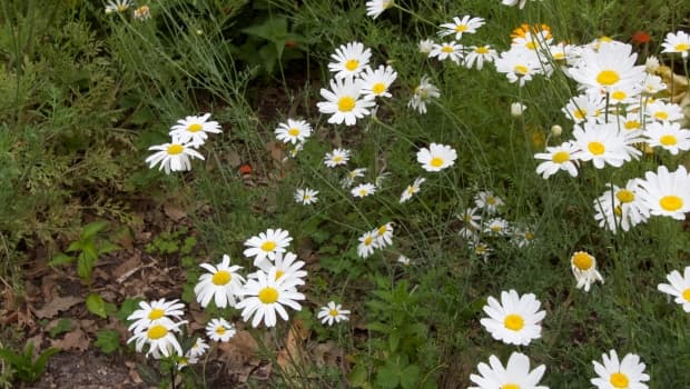 Government finds machine to produce twice the pyrethrum from farmers’ plants