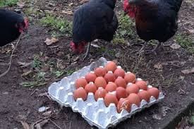 Rearing own layers enables agriprenuer achieve over 70 per cent egg hatching rate