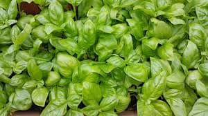 Seed producer helping 200 culinary herbs farmers access international market for their produce