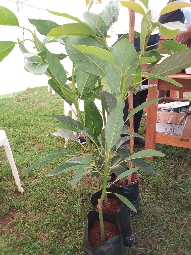 Kericho farmers to adopt avocado farming to diversify their income