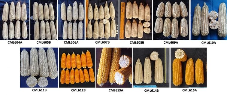 Scientists introduce 12 superior performing disease & drought tolerant maize varieties