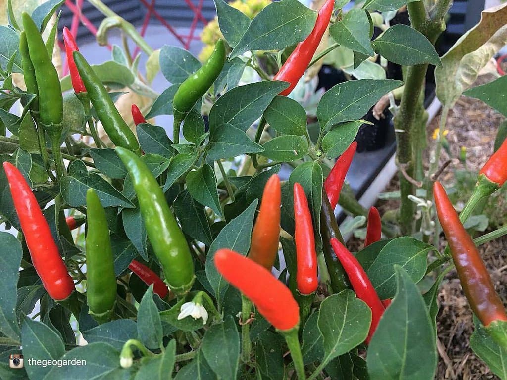 Tana River farmer who produces 30 tonnes of chilli a season, in need of contractors to grow more
