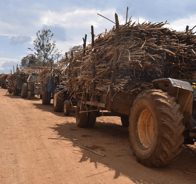 Sugarcane farming cut to focus on food production