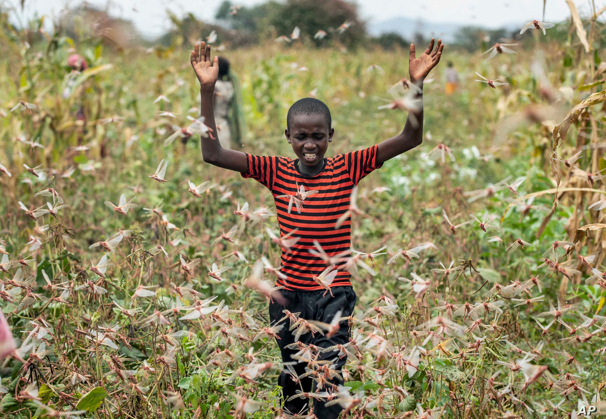 Glamourous photo shoots do not change the reality of Africa’s harsh pest load