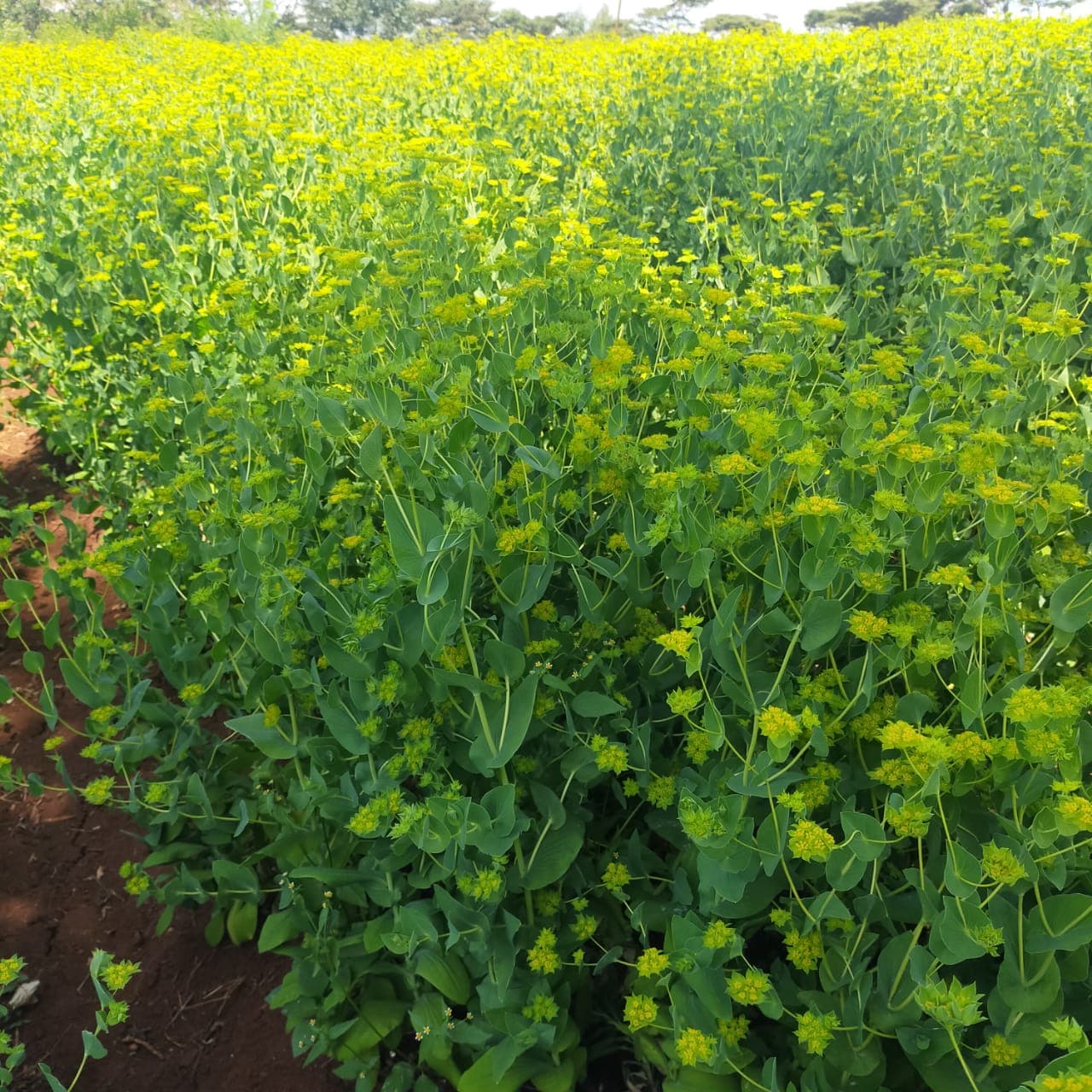 Kiambu medium-scale farmer rakes in millions from flowers