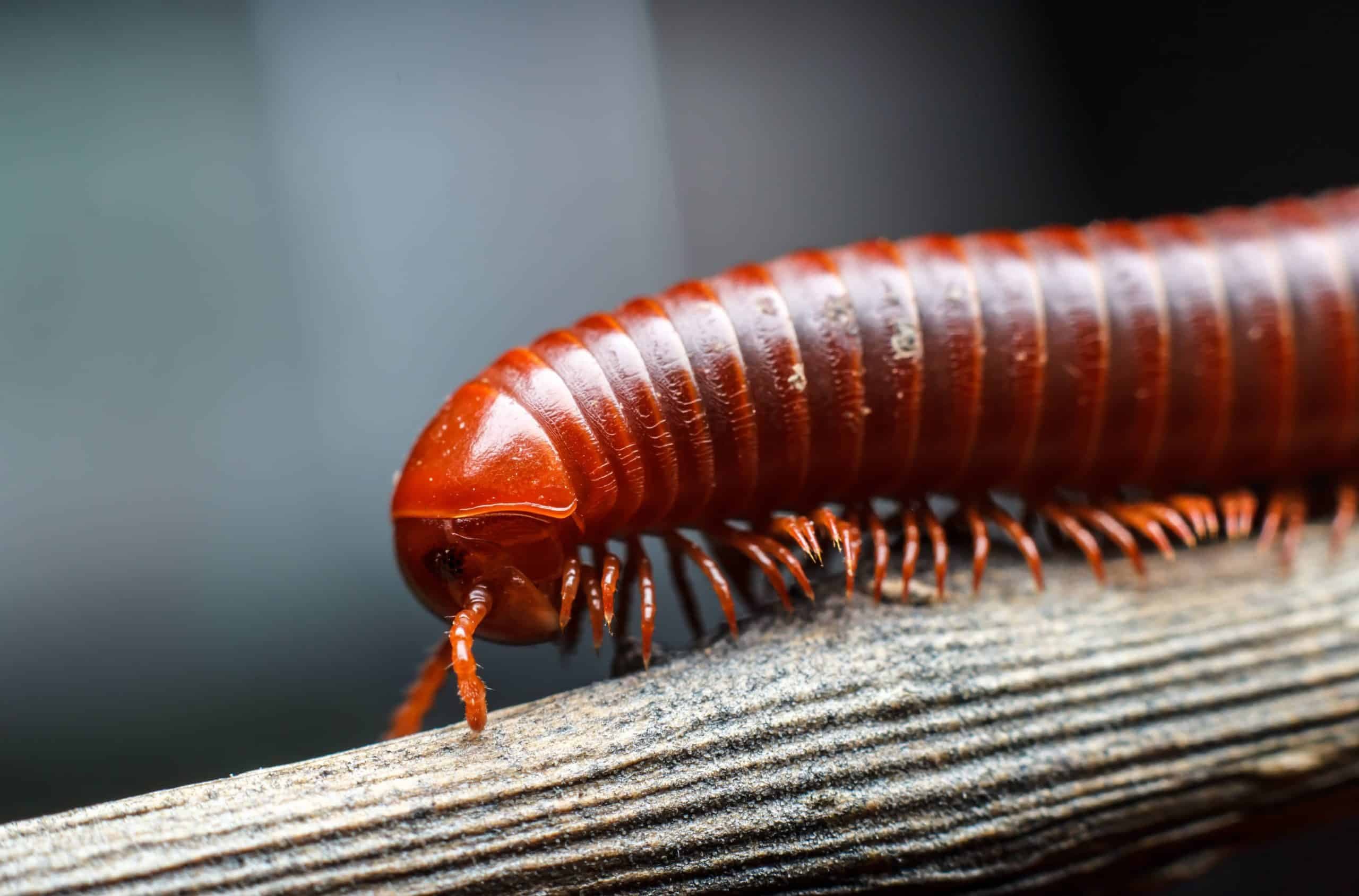 Millipedes Beat Vertebrates Onto Land by More Than 80 Million Years