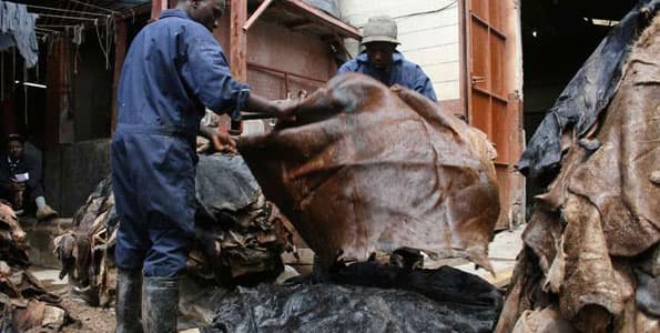 Narok County to construct Sh1.2bn leather tannery to offer market for farmers