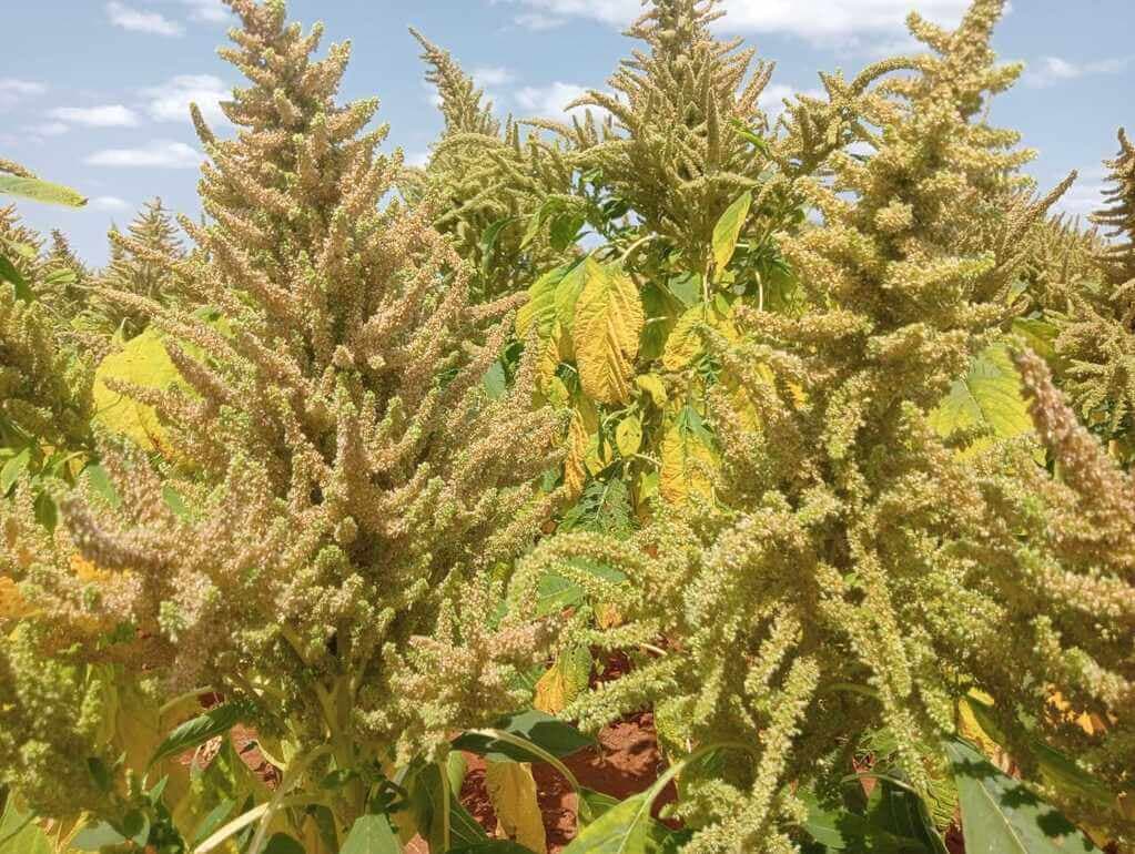 UK non-profit taps Migori farmers to commercialise in-demand grain amaranth