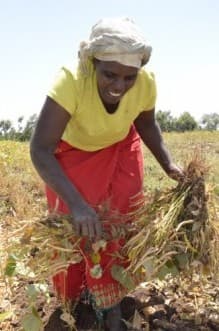 Simple Method to reduce storage losses in beans