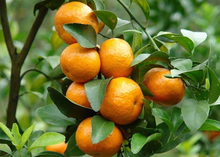 Dubai fresh produce importer looking for avocado, orange and dragon fruits suppliers