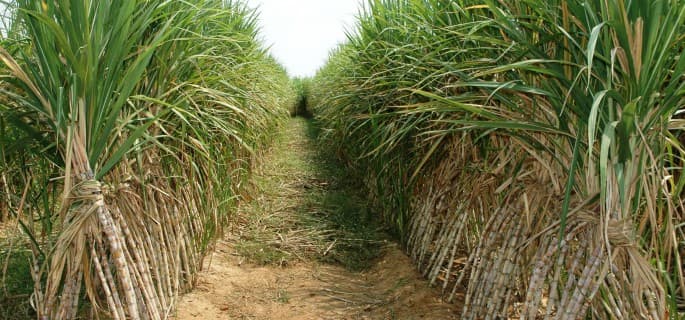 Kenya put to test in applying government’s new Acts in sugar regulation