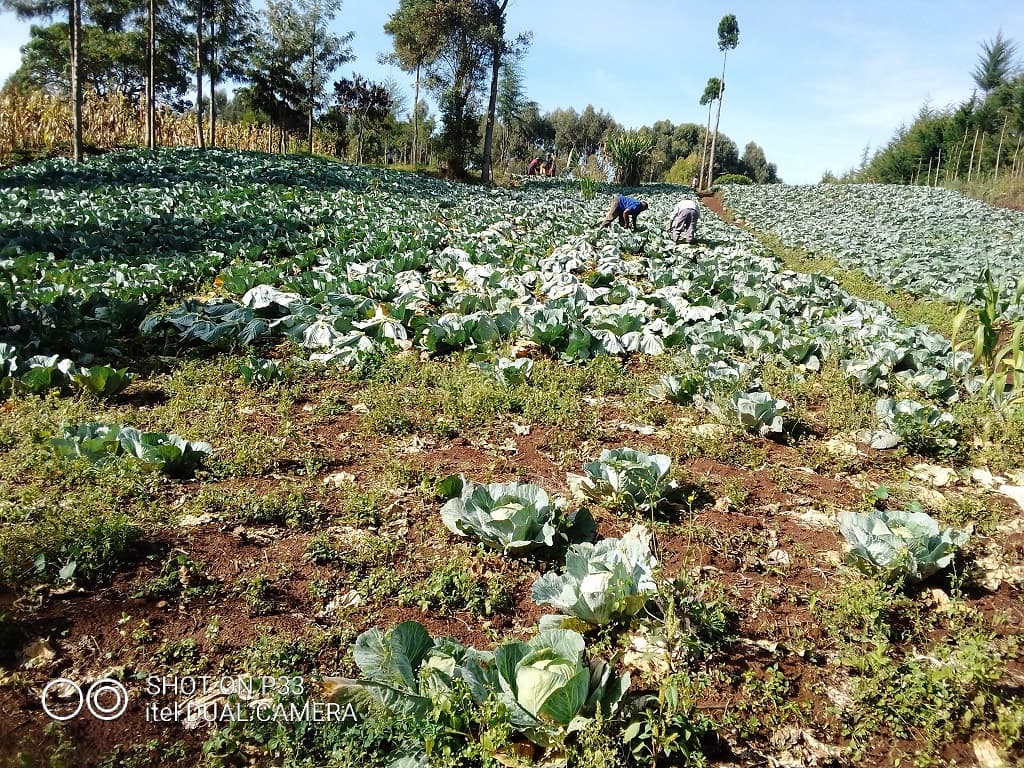 Nyeri farmer cuts cabbage production cost to just 2 bob