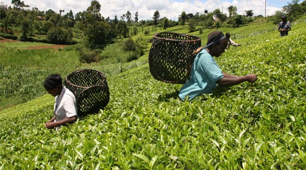 Organization helps tea farmers market their produce