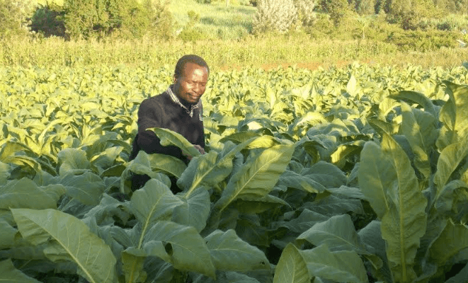 Tobacco farmers demand protective gear from leaf firms