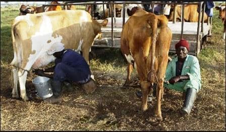Milk farmers turn to hawkers for profits