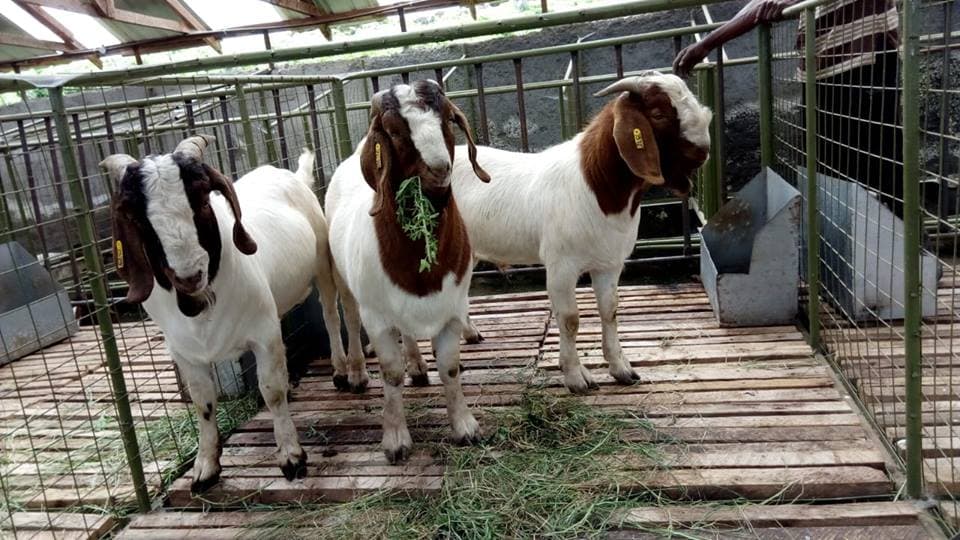 Fact sheet on Boer goat breed