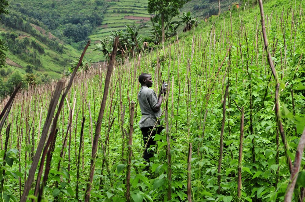 Bean prices soar as govt pushes 4x yielders
