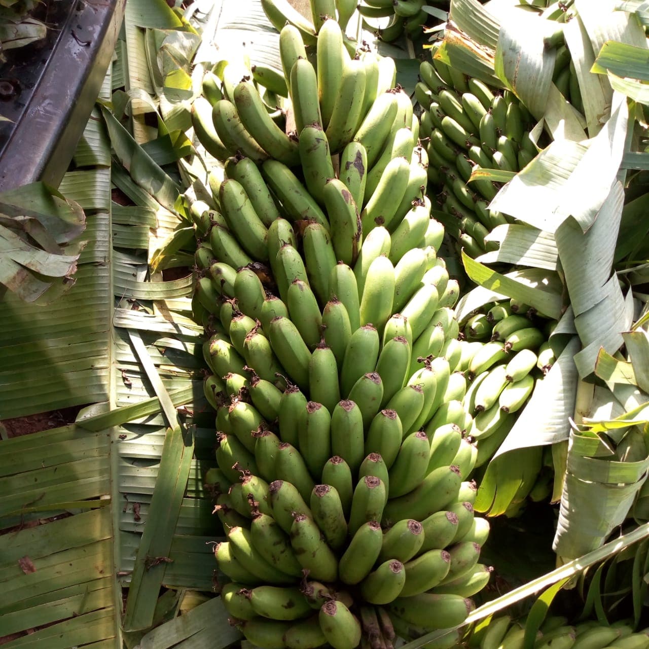 Ready banana market relieves frustrated coffee farmer